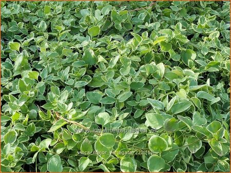 Vinca major 'Variegata'