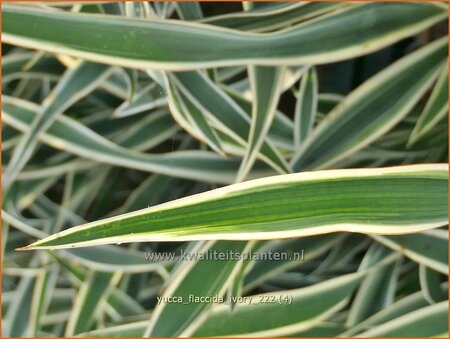 Yucca flaccida 'Ivory'