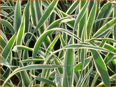 Yucca flaccida 'Ivory'