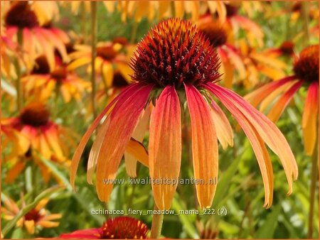 Echinacea purpurea &#39;Fiery Meadow Mama&#39;