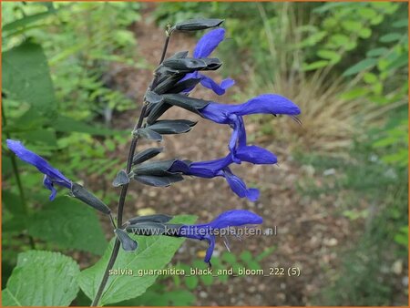 Salvia guaranitica &#39;Black and Bloom&#39;