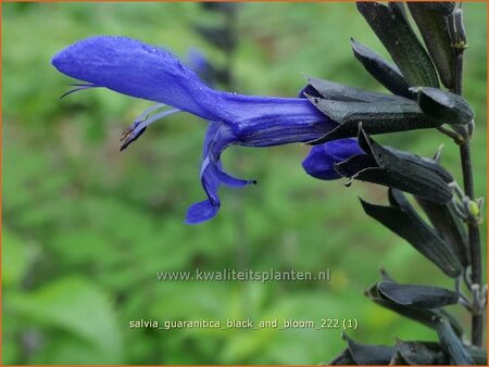 Salvia guaranitica &#39;Black and Bloom&#39;