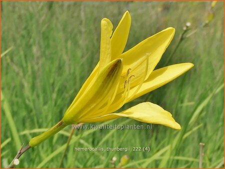 Hemerocallis thunbergii