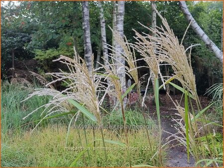 Miscanthus sinensis 'Silberfeder' (pot 11 cm)