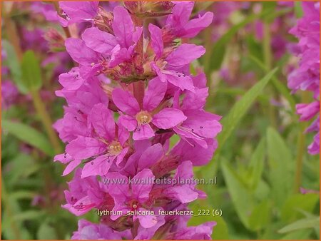 Lythrum salicaria &#39;Feuerkerze&#39;