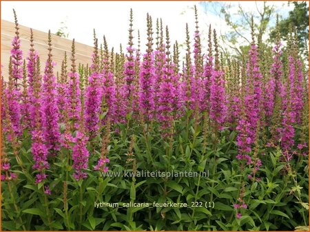 Lythrum salicaria &#39;Feuerkerze&#39;