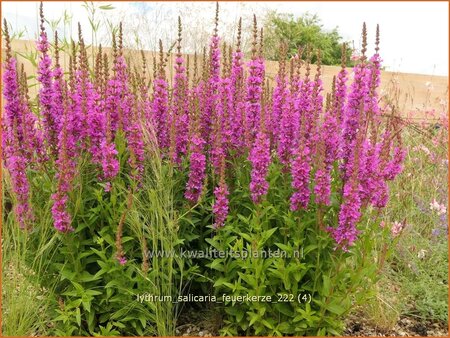 Lythrum salicaria &#39;Feuerkerze&#39;