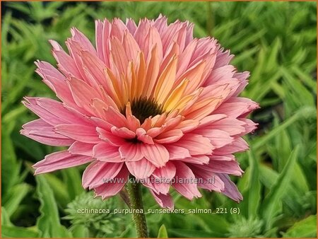 Echinacea purpurea 'Sunseekers Salmon'