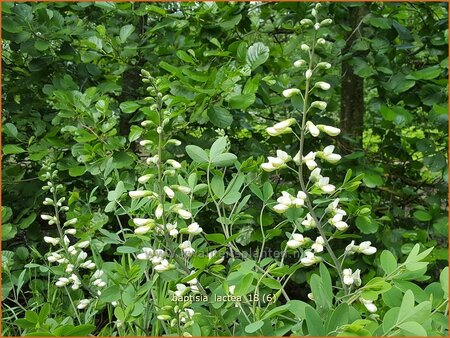 Baptisia lactea