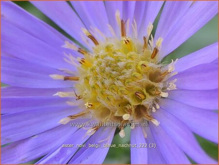 Aster novi-belgii &#39;Blaue Nachhut&#39;