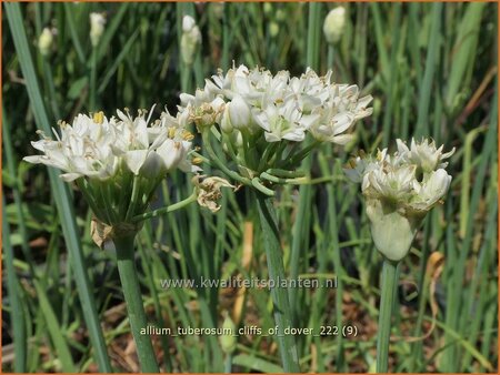 Allium tuberosum 'Cliffs of Dover'