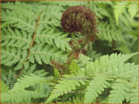 Cyathea cooperi (pot 11 cm)