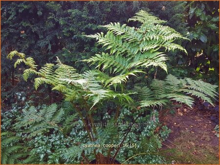 Cyathea cooperi (pot 11 cm)