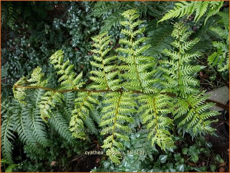 Cyathea cooperi (pot 11 cm)