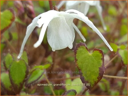 Epimedium grandiflorum 'Bandit'