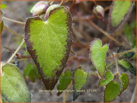 Epimedium grandiflorum &#39;Bandit&#39;