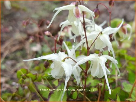 Epimedium grandiflorum &#39;Bandit&#39;