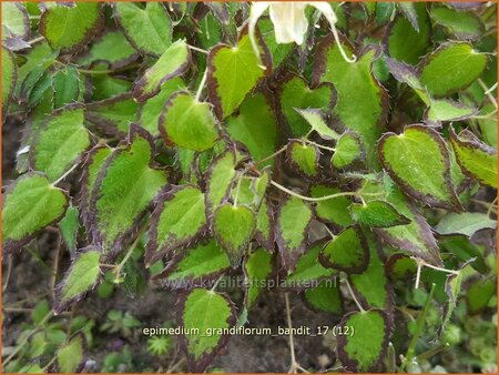 Epimedium grandiflorum &#39;Bandit&#39;