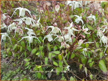 Epimedium grandiflorum &#39;Bandit&#39;