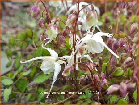 Epimedium grandiflorum &#39;Bandit&#39;