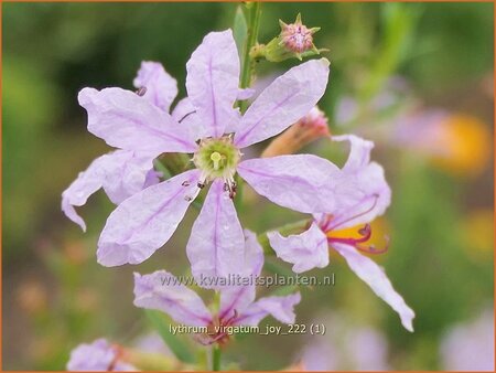 Lythrum virgatum &#39;Joy&#39;