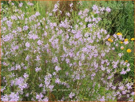 Lythrum virgatum &#39;Joy&#39;