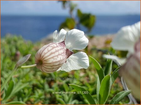 Silene maritima