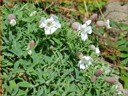 Silene maritima