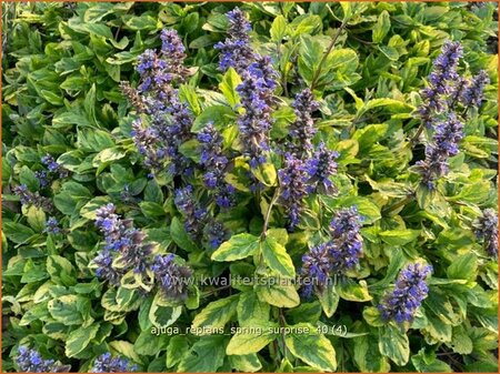 Ajuga reptans &#39;Spring Surprise&#39;