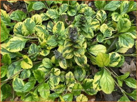 Ajuga reptans &#39;Spring Surprise&#39;