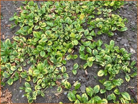 Ajuga reptans &#39;Spring Surprise&#39;