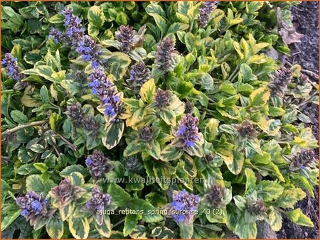 Ajuga reptans &#39;Spring Surprise&#39;
