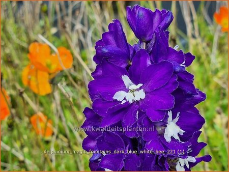 Delphinium 'Magic Fountains Dark Blue White Bee'