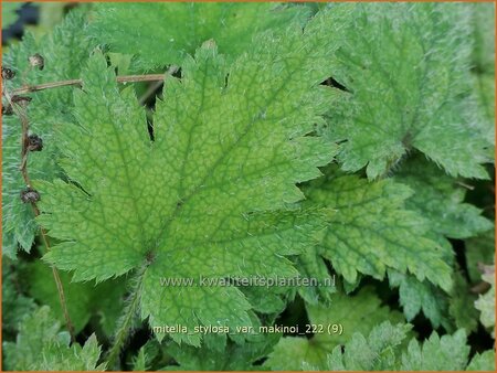 Mitella stylosa var. &#39;Makinoi&#39;