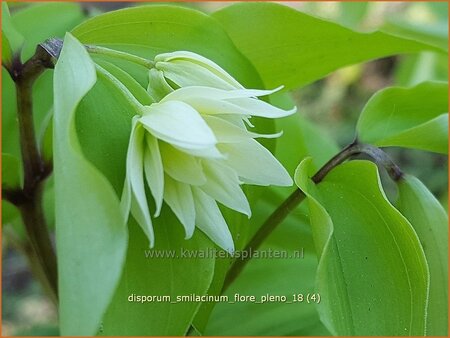 Disporum smilacinum 'Flore Pleno'