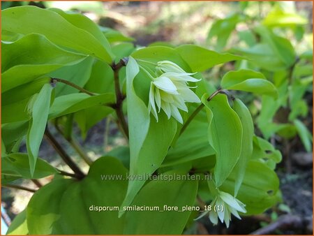 Disporum smilacinum 'Flore Pleno'