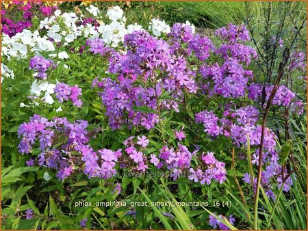 Phlox amplifolia 'Great Smoky Mountains'