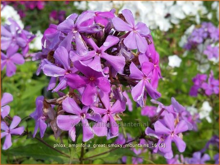 Phlox amplifolia 'Great Smoky Mountains'