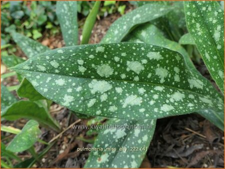 Pulmonaria &#39;Miss Elly&#39;