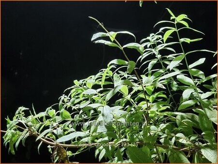 Aloysia triphylla