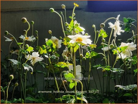 Anemone hybrida &#39;Coupe d&#39;Argent&#39;