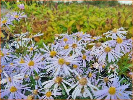 Aster pyrenaeus &#39;Lutetia&#39;