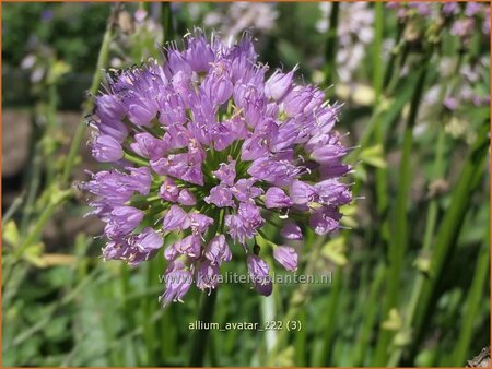 Allium &#39;Avatar&#39;