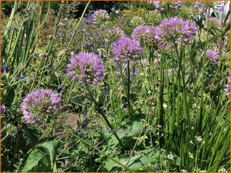 Allium &#39;Avatar&#39;