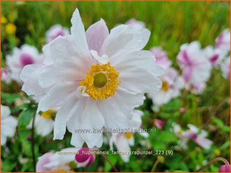 Anemone hupehensis 'Fantasy Rapunzel'