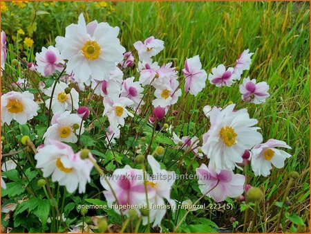 Anemone hupehensis &#39;Fantasy Rapunzel&#39;