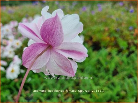 Anemone hupehensis &#39;Fantasy Rapunzel&#39;