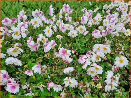 Anemone hupehensis &#39;Fantasy Rapunzel&#39;