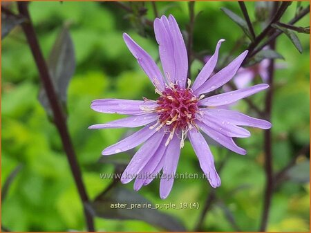 Aster &#39;Prairie Purple&#39;