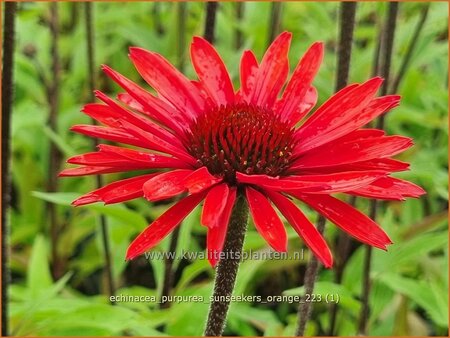 Echinacea purpurea &#39;SunSeekers Orange&#39;